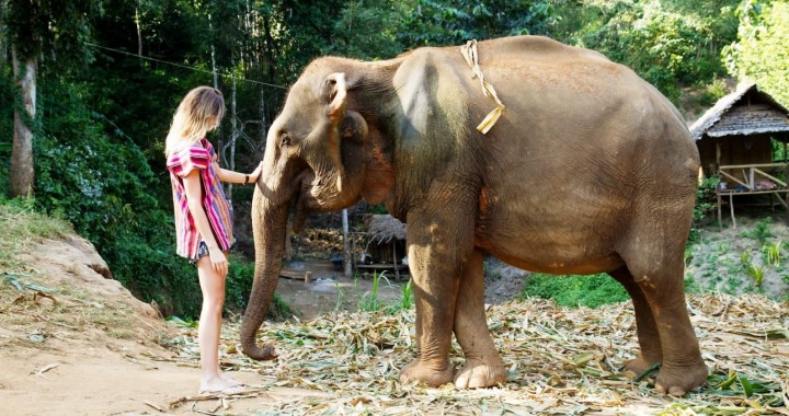 Elephant Jungle Sanctuary…