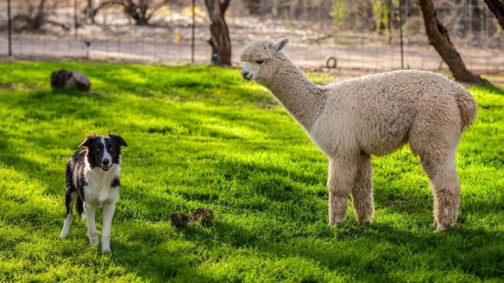 Land of Kings dan Alpaca…