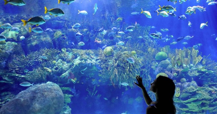 Aquaria Phuket海洋世界一日游