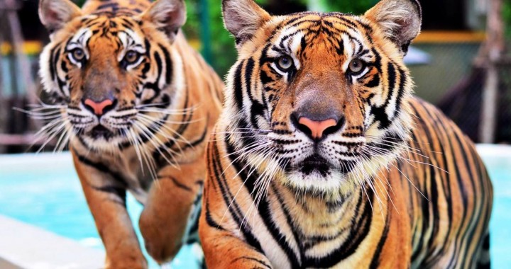Reino do tigre em Phuket