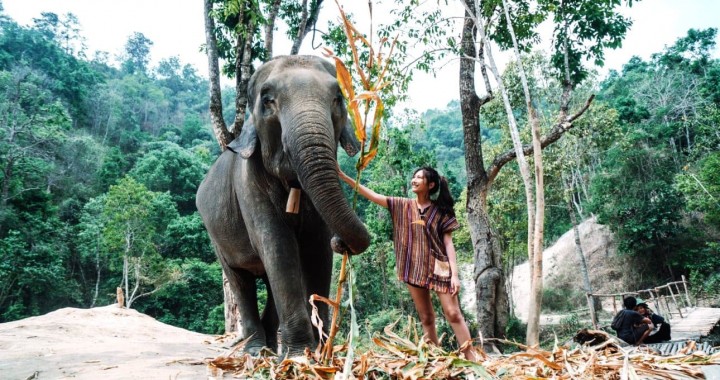 Elephant Jungle Sanctuary…