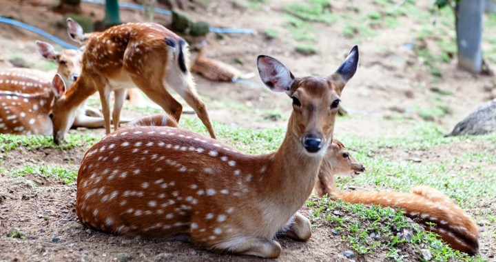 Paradise Park Farm na…